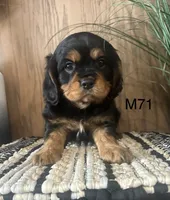 Duke, a male Cavalier King Charles Spaniel for sale in West Point, IA – Photo 3 of 10