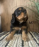 Duke, a male Cavalier King Charles Spaniel for sale in West Point, IA – Photo 6 of 10