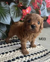 Zuke, a male Cavapoo for sale in West Point, IA – 8 of 10