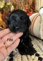 Amber, a female Cockapoo for sale in West Point, IA – 2 of 9
