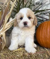Toby, a male Cockapoo for sale in West Point, IA – 9 of 10