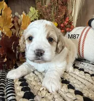Hunter, a male Cockapoo for sale in West Point, IA – 5 of 9