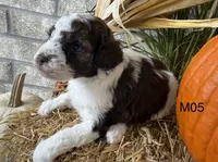 Zeus, a male Poodle - Miniature  for sale in West Point, IA – 6 of 10