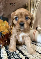 Lulu, a female Cavalier King Charles Spaniel for sale in West Point, IA – 7 of 10