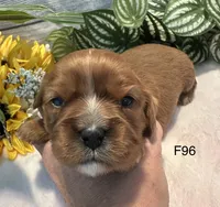 Ruby, a female Cavalier King Charles Spaniel for sale in West Point, IA – 5 of 8