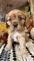 Lulu, a female Cavalier King Charles Spaniel for sale in West Point, IA – 10 of 10