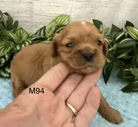 Walter, a male Cavalier King Charles Spaniel for sale in West Point, IA – 2 of 9