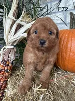 Mary, a female Poodle - Miniature  for sale in West Point, IA – 10 of 10