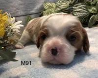 Cooper, a male Cavalier King Charles Spaniel for sale in West Point, IA – 6 of 8