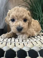 Lucy, a female Maltipoo for sale in West Point, IA – Photo 10 of 10