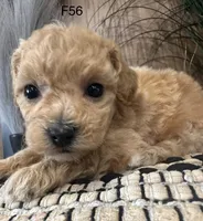 Lucy, a female Maltipoo for sale in West Point, IA – Photo 9 of 10