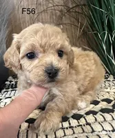 Lucy, a female Maltipoo for sale in West Point, IA – Photo 7 of 10