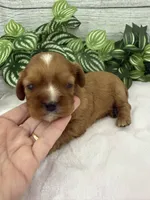 Lilly, a female Cavalier King Charles Spaniel for sale in West Point, IA – 7 of 7