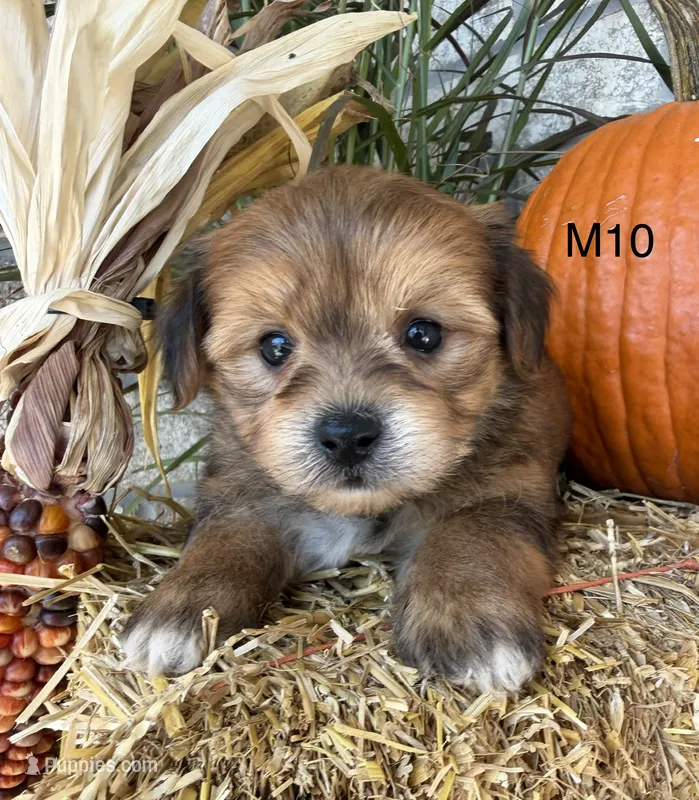 Blaze – Yorkipoo puppy for sale in West Point, IA