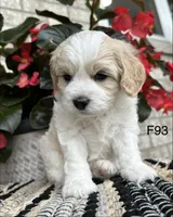 Nicki, a female Cavachon for sale in West Point, IA – 3 of 10