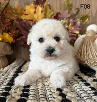 Lilly, a female Maltipoo for sale in West Point, IA – 10 of 10