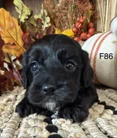 Amber, a female Cockapoo for sale in West Point, IA – 8 of 9