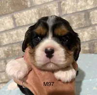 Bruno, a male Cavalier King Charles Spaniel for sale in West Point, IA – 7 of 10