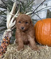 Bella, a female Poodle - Miniature  for sale in West Point, IA – 9 of 10