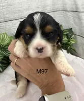 Bruno, a male Cavalier King Charles Spaniel for sale in West Point, IA – 5 of 10