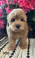 Jack, a male Maltipoo for sale in West Point, IA – 2 of 10