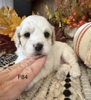 Autumn , a female Cockapoo for sale in West Point, IA – 3 of 10