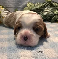 Cooper, a male Cavalier King Charles Spaniel for sale in West Point, IA – 5 of 8