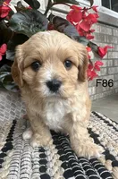 Bella, a female Cavachon for sale in West Point, IA – 4 of 10