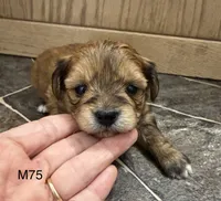 Blaze, a male Yorkipoo for sale in West Point, IA – 3 of 10