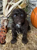 Winston , a male Poodle - Miniature  for sale in West Point, IA – 4 of 10