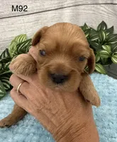 Jax, a male Cavalier King Charles Spaniel for sale in West Point, IA – 5 of 9