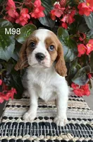 Milo, a male Cavalier King Charles Spaniel for sale in West Point, IA – 4 of 9