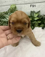 Lulu, a female Cavalier King Charles Spaniel for sale in West Point, IA – 3 of 6