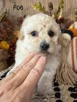 Mary, a female Maltipoo for sale in West Point, IA – 6 of 10