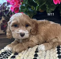Cooper , a male Cockapoo for sale in West Point, IA – 10 of 10