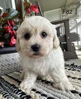 Molly , a female Maltipoo for sale in West Point, IA – 5 of 9