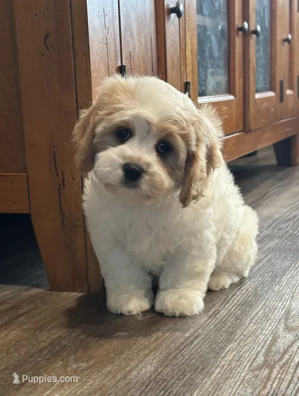 Nicki – Cavachon puppy for sale in West Point, IA