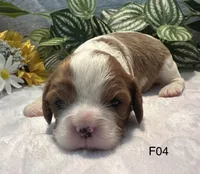 Luna, a female Cavalier King Charles Spaniel for sale in West Point, IA – 4 of 7
