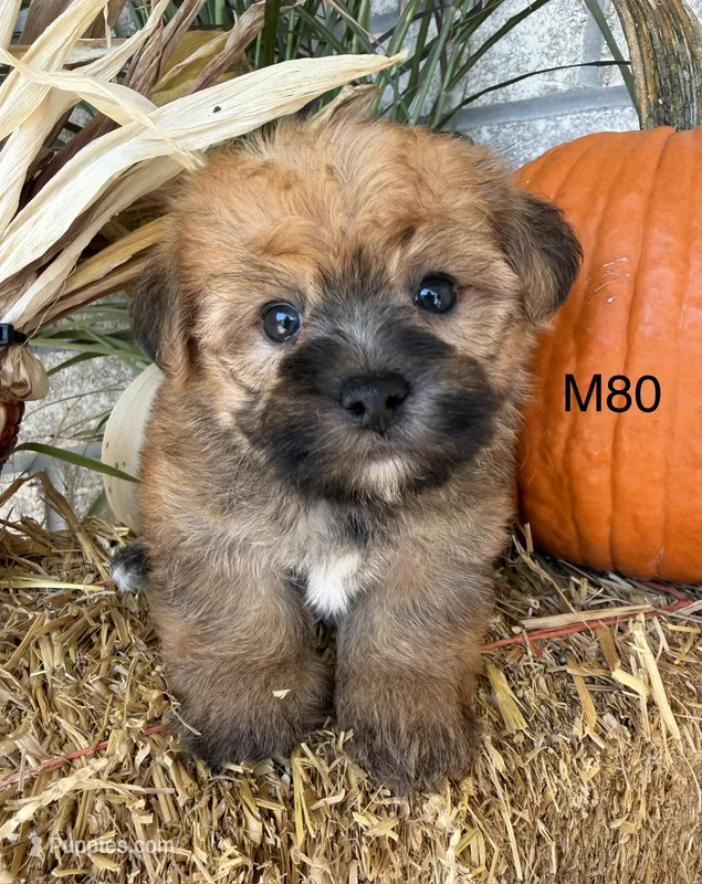 Rocky – Yorkipoo puppy for sale in West Point, IA