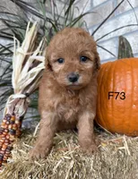 Sophie, a female Poodle - Miniature  for sale in West Point, IA – 3 of 10
