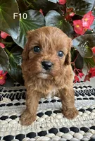 Penny, a female Cavapoo for sale in West Point, IA – 7 of 10