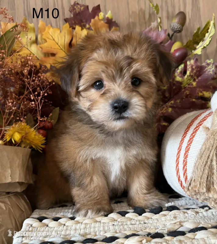 Blaze – Yorkipoo puppy for sale in West Point, IA