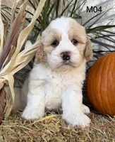 Toby, a male Cockapoo for sale in West Point, IA – 1 of 10