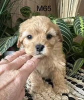 Ash, a male Cavapoo for sale in West Point, IA – Photo 4 of 10