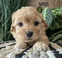 Ash, a male Cavapoo for sale in West Point, IA – Photo 5 of 10