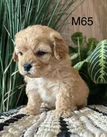 Ash, a male Cavapoo for sale in West Point, IA – Photo 2 of 10