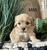 Ash, a male Cavapoo for sale in West Point, IA – Photo 1 of 10