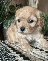 Ash, a male Cavapoo for sale in West Point, IA – Photo 7 of 10
