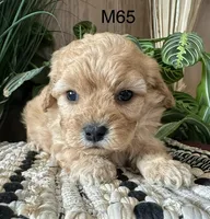 Ash, a male Cavapoo for sale in West Point, IA – Photo 6 of 10