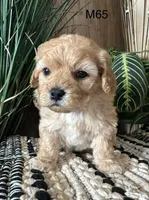 Ash, a male Cavapoo for sale in West Point, IA – Photo 10 of 10